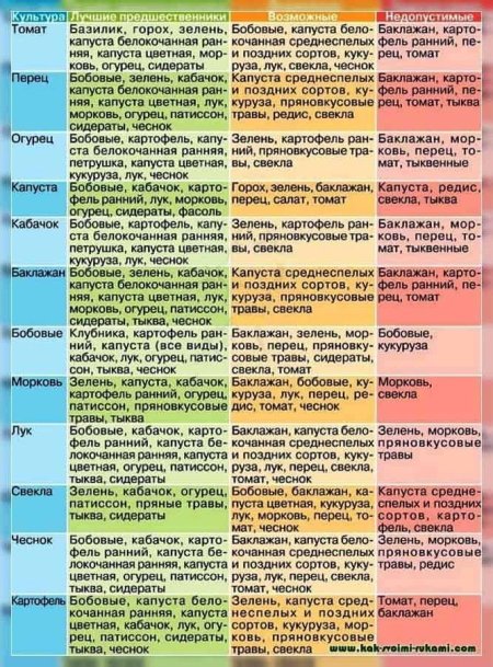 Таблица предшественников посадки огородных растений