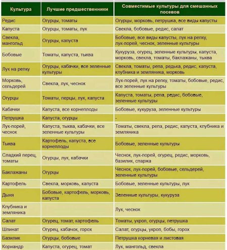 Таблица совместимости на грядке овощных культур