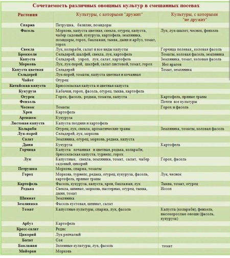 Совместимые посадки овощей в огороде таблица