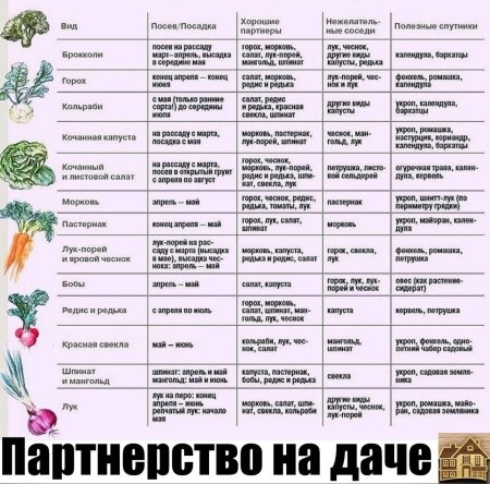 Таблица севооборота овощных культур на огороде