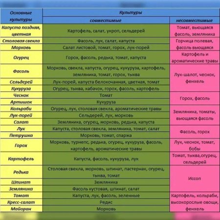 Соседство растений на огороде таблица овощей грядках совместимости