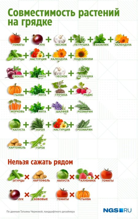 Что можно посадить на одной грядке