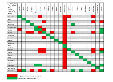 Таблица соседства плодовых деревьев