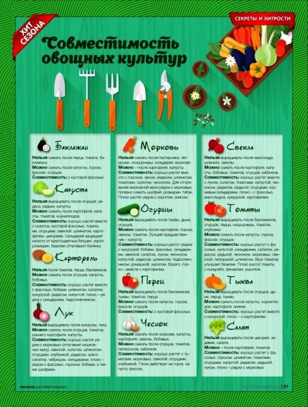 Соседство овощей на грядках таблица