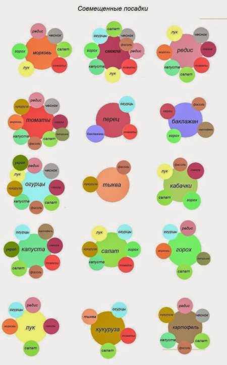 Схема смешанных посадок овощей на огороде