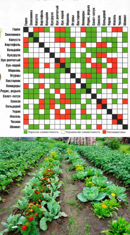 Совместимость посадок овощей на грядках таблица