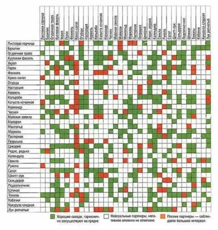 Совместные посадки овощей таблица совместимости