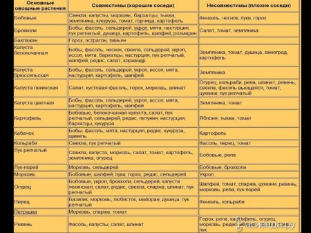 Совместимость растений в саду и огороде таблица