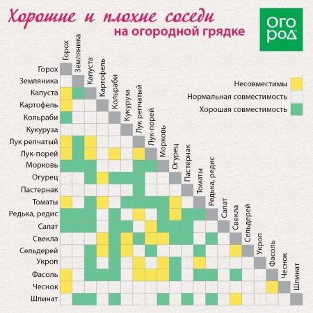 Совместимость огородных культур на грядке таблица