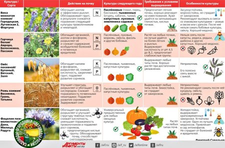 Таблица посадки сидератов