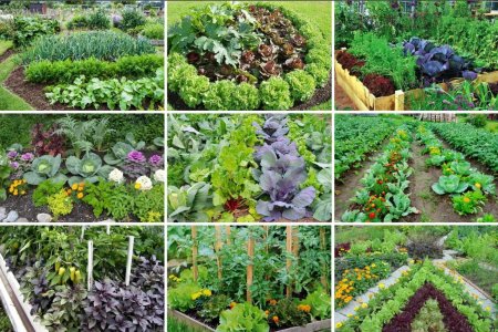 Огородные растения