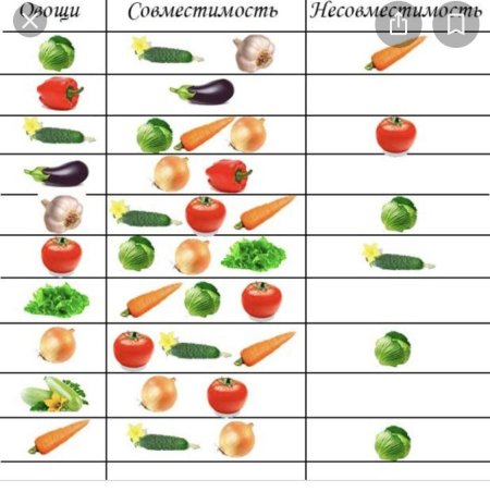 Правильное соседство овощей на грядке схема посадки