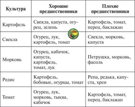 Лучший предшественник для картофеля