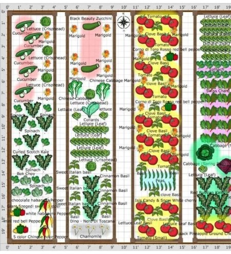 Схемы совмещенных посадок овощей