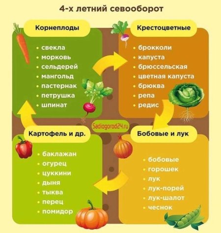 Чередование посадок овощных культур таблица