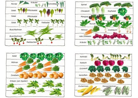 Схема совместной посадки овощей