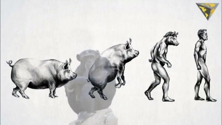 Эволюция свиньи