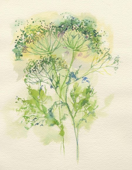 Сныть акварелью