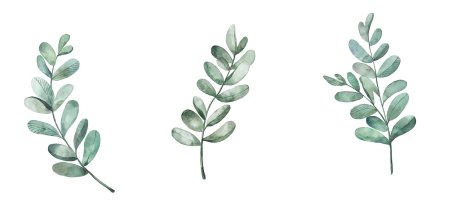 Зеленая веточка