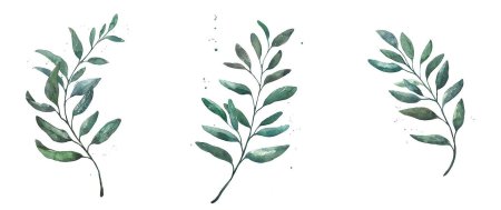 Веточка зелени эвкалипта