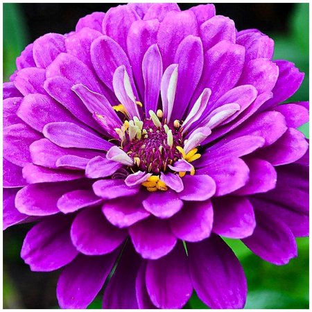 Цинния Лавендер