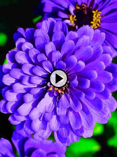 Циния Лаванда