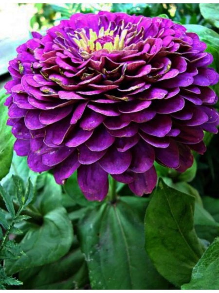 Цинния Лавендер