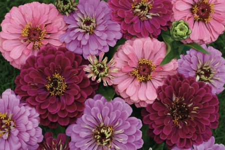 Цинния лавендер