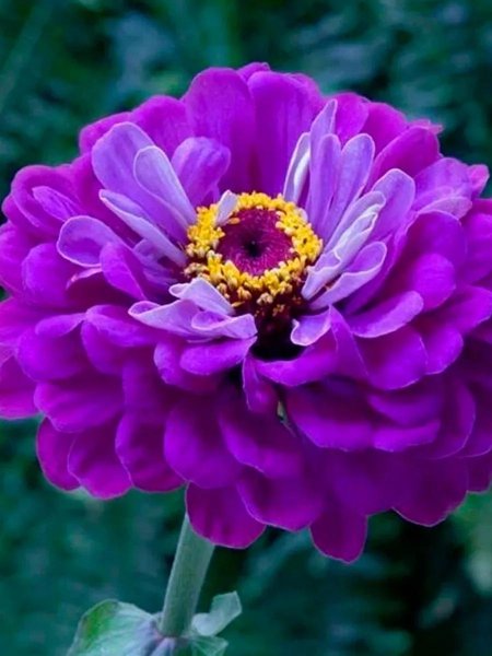 Циния Лаванда