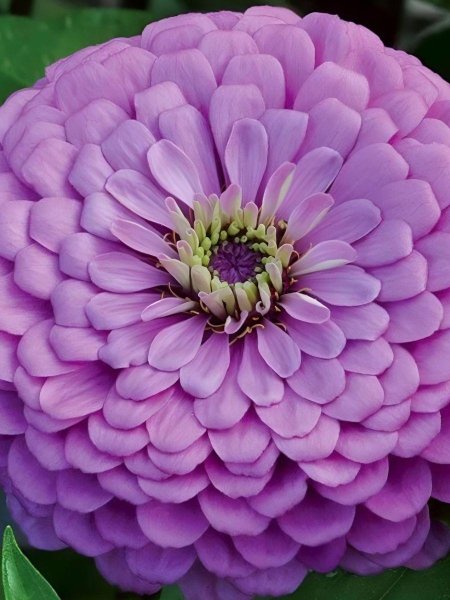 Цинния Лавендер