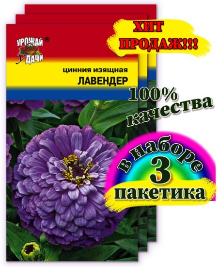 Цинния Лавендер