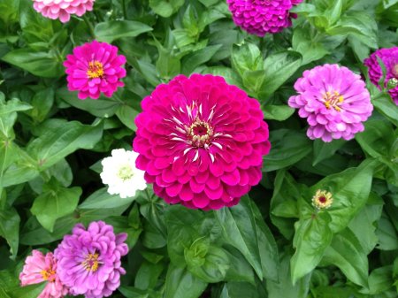 Цинния Лавендер