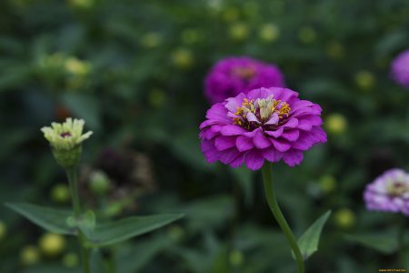 Цинния Лавендер