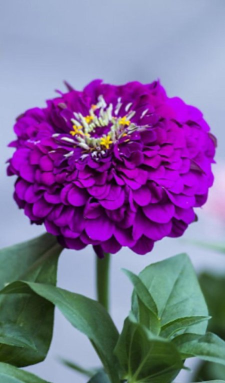 Циния фиолетовая Королева