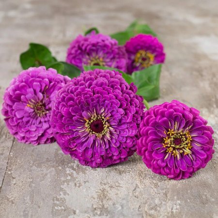 Цинния Лавандовая Королева