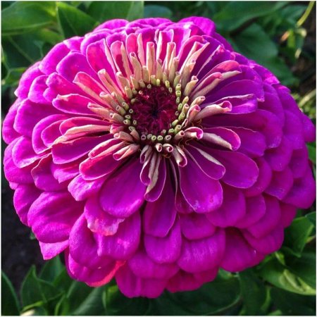 Цинния великан пурпурный