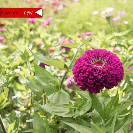 Циния Моника