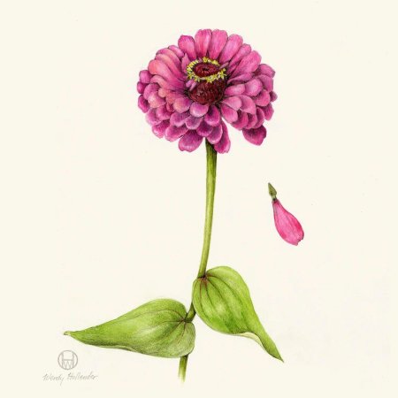 Цинния изящная Ботаническая иллюстрация