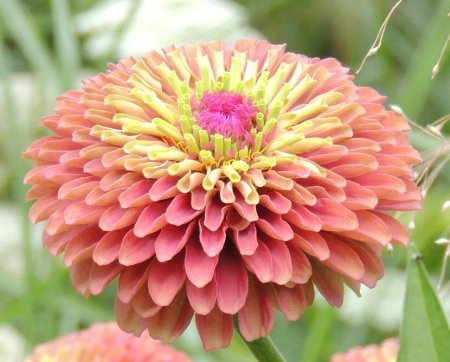 Хризантема Глобус