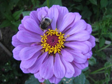 Циния Лаванда