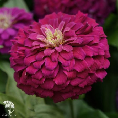 Циния Византийский пурпур