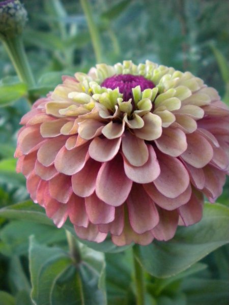 Цинния Лавендер