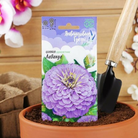 Цинния Лавандовые грезы