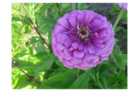 Цинния Лавендер