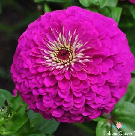 Циния Королевский пурпур