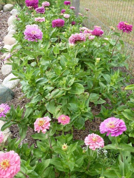 Цинния Лавендер