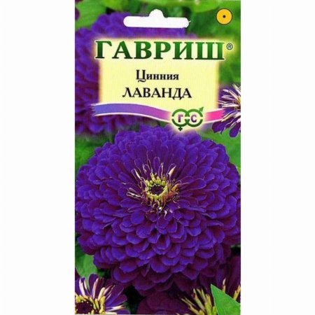 Циния Лавандовые грезы