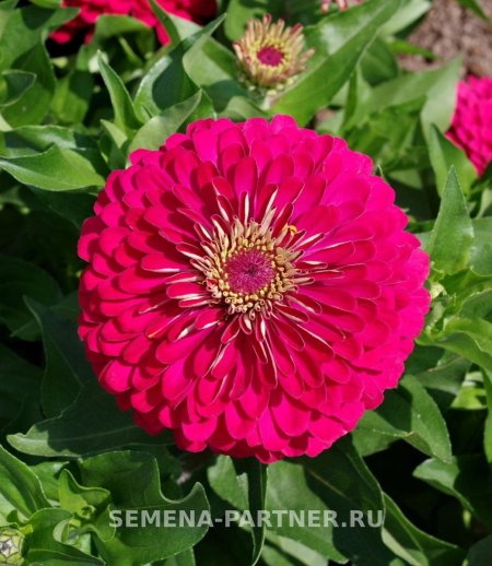 Циния Византийский пурпур