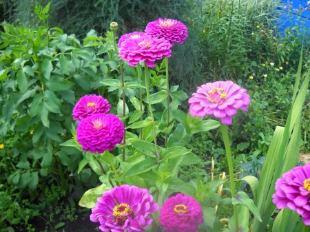 Циния Вишневая Королева