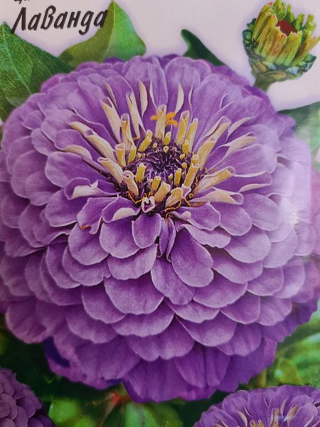 Цинния Лавендер